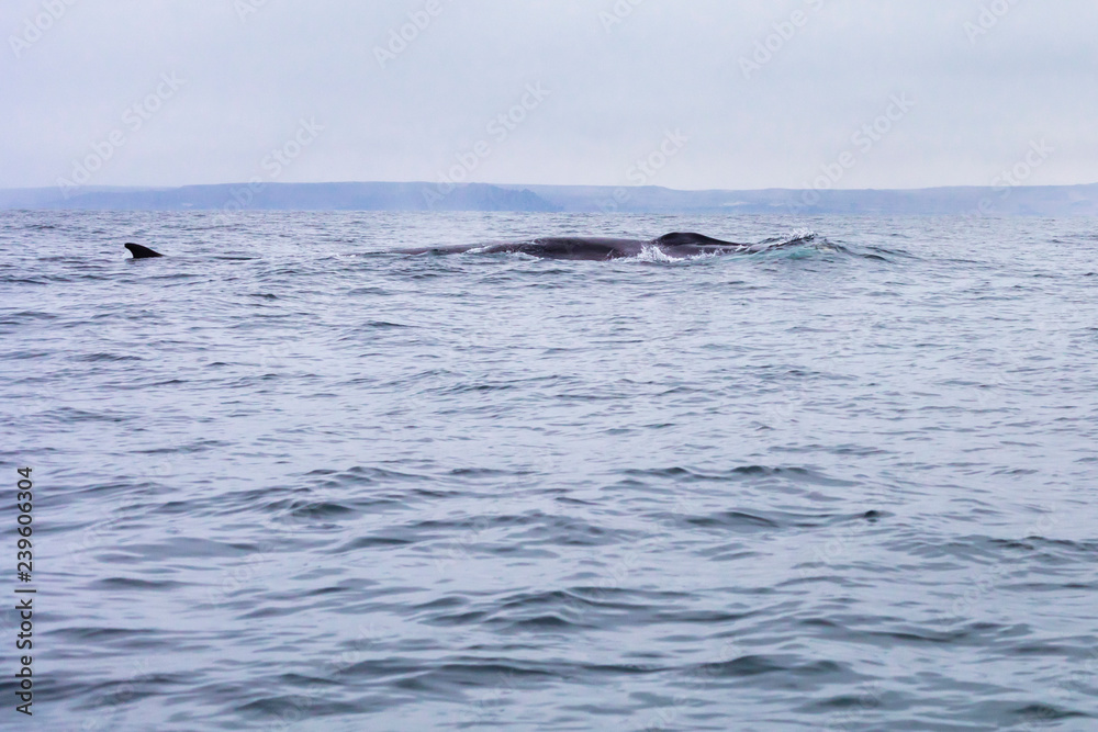 Fototapeta premium Fin whales swimming in the waters of the Pacific Ocean in front of Atacama Desert at Chile, a nice place for Whale Watching and marine sea life on a wild environment, an amazing place to enjoy nature