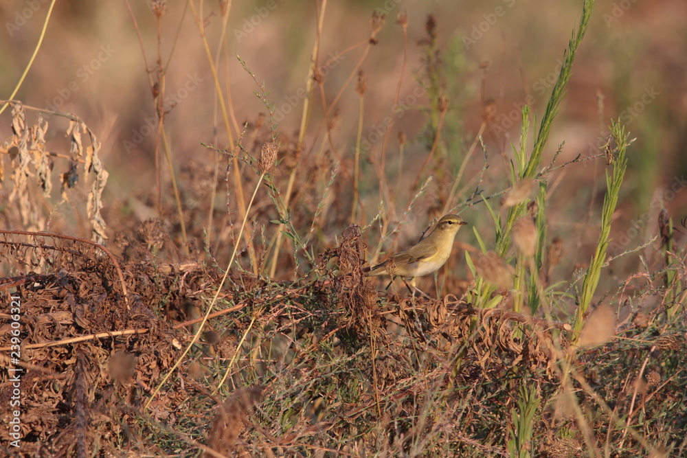 Small bird