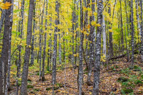 New England Fall Colors © Photo Dude