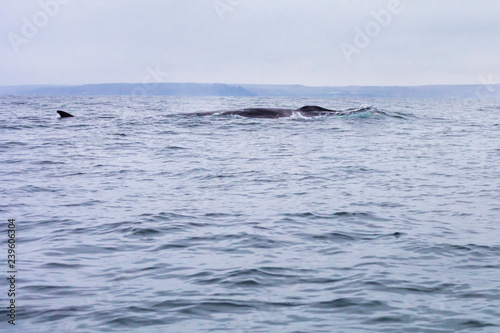 Fin whales swimming in the waters of the Pacific Ocean in front of Atacama Desert at Chile, a nice place for Whale Watching and marine sea life on a wild environment, an amazing place to enjoy nature © abriendomundo