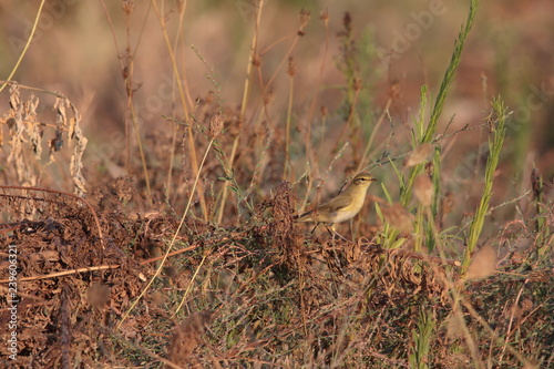 Small bird