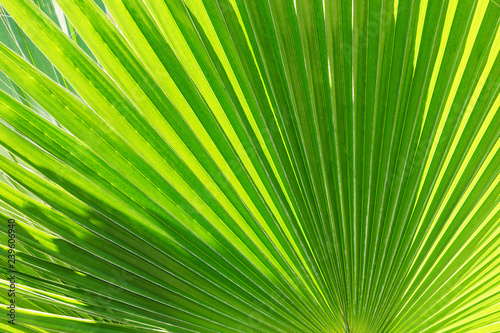 Tropical palm leaf background