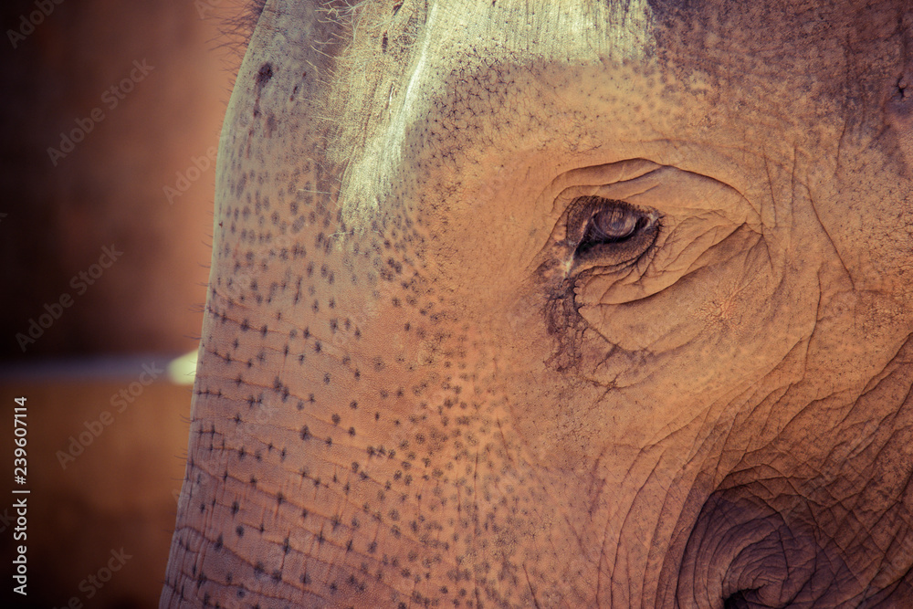 Fototapeta premium Portrait of an elephant