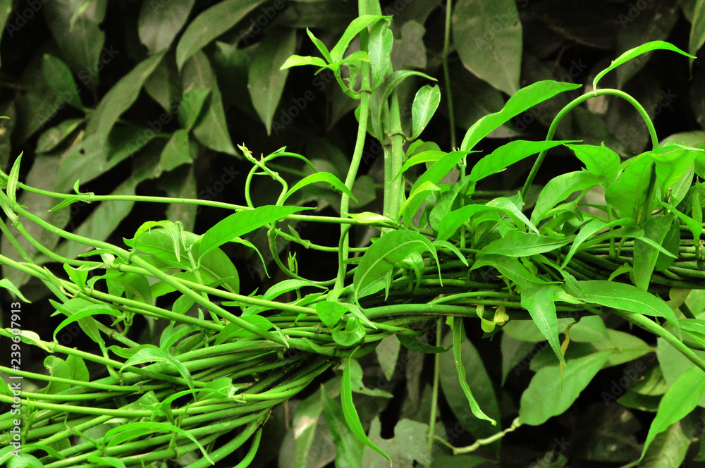 Obraz premium Green Creeper