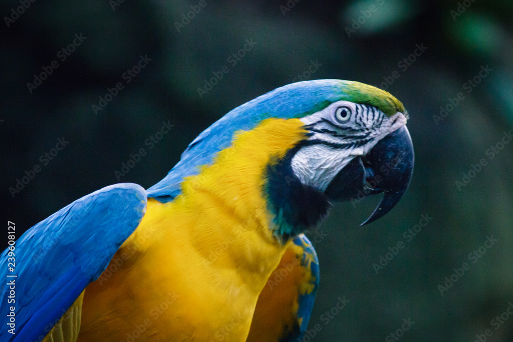 Fototapeta premium Yellow and blue big parrot