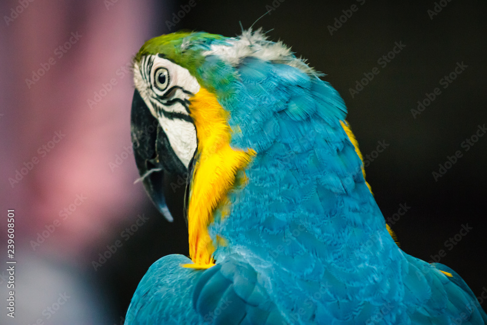 Yellow and blue big parrot