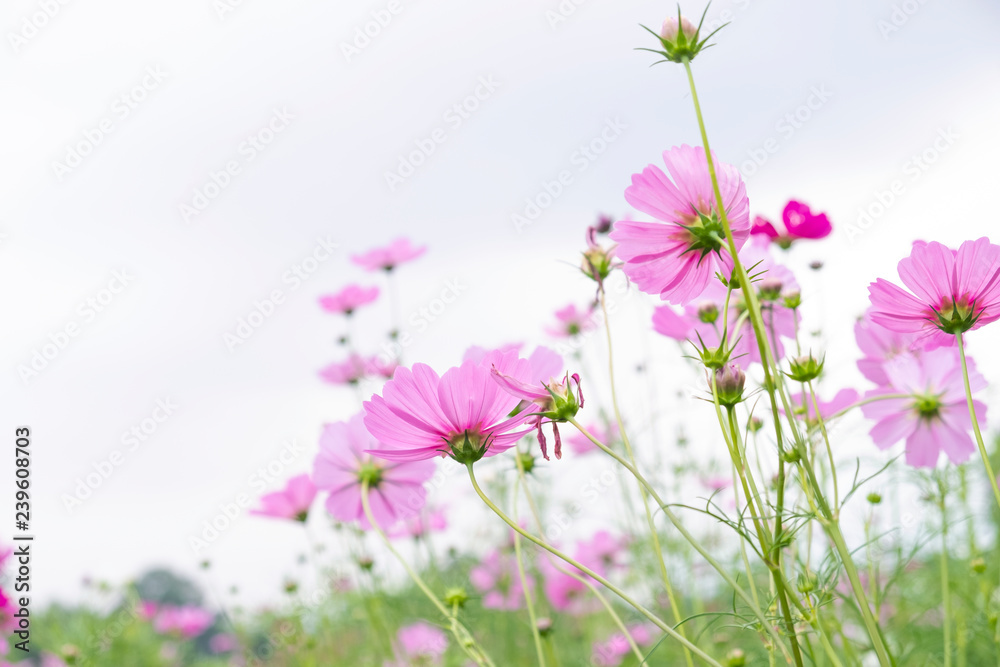 Pink flower of Mexican Diasy, Sulfur Cosmos, Pink Cosmos on white background. Pink flower of Mexican Diasy, Sulfur Cosmos, Pink Cosmos on white background.