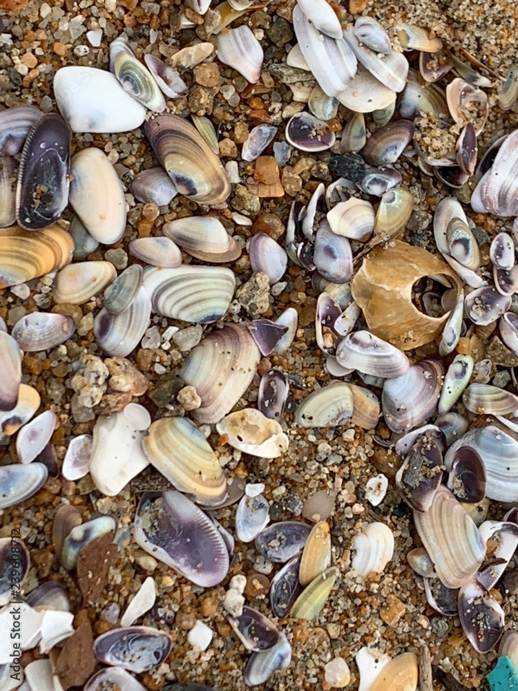 Sea Shells in Sand 