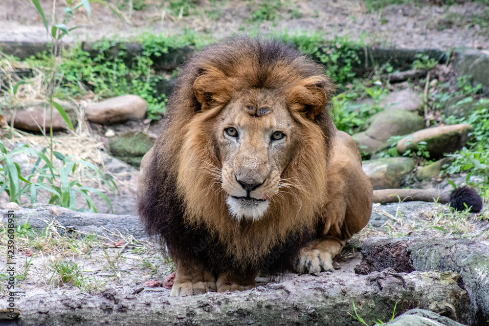 Naklejka premium Large male lion
