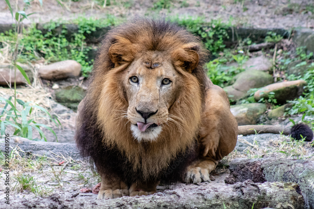 Obraz premium Large male lion