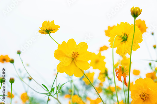 Yellow flower of Mexican Diasy, Sulfur Cosmos, Yellow Cosmos on white background.