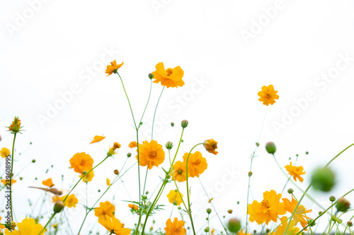 Yellow flower of Mexican Diasy, Sulfur Cosmos, Yellow Cosmos on white background. © Nipaporn