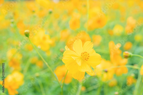 Yellow flower of Mexican Diasy  Sulfur Cosmos  Yellow Cosmos on white background.