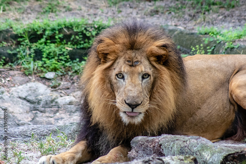 Large male lion