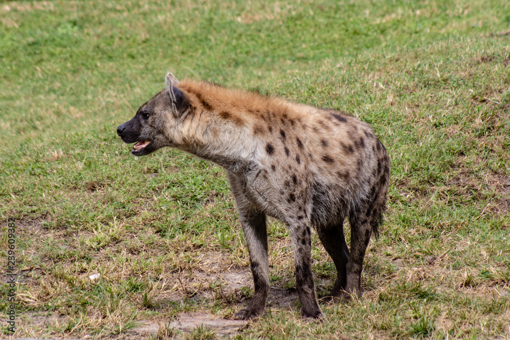 Spotted hyena