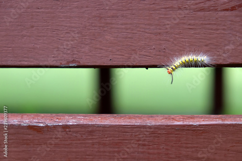 Worms crawling on wooden chairs in the garden.