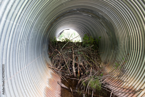 Fotografija A beaver dam being built inside a culvert under a road