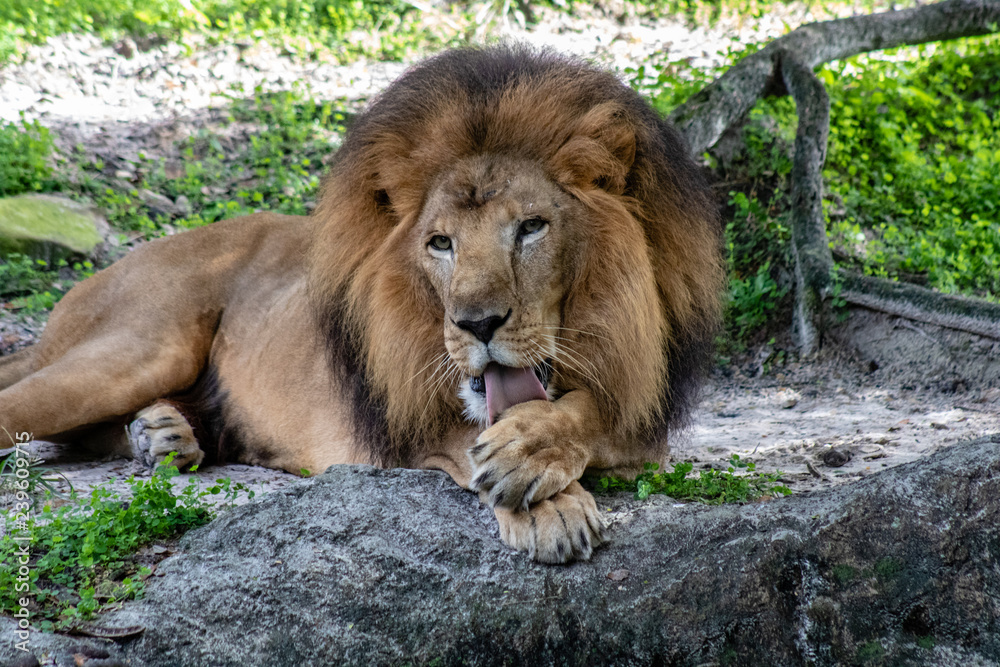 Fototapeta premium Large male lion