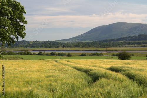 A wheat field with Criffel Hill in the background across the River Nith. Dumfries, Scotland.
