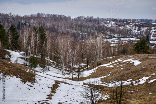 Winter landscape. Slopes ravine covered birchs ? pines grove.The sleeping cold fores. Ukraine Kiev region.