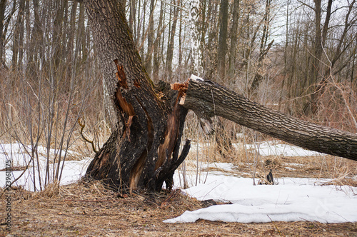 Damaged tree trunk in the winter forest. ?loudy day. Ukraine Kiev region.
