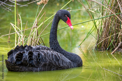 Fototapeta Naklejka Na Ścianę i Meble -  Black Swan