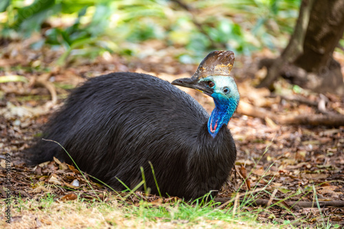 Cassowary photo