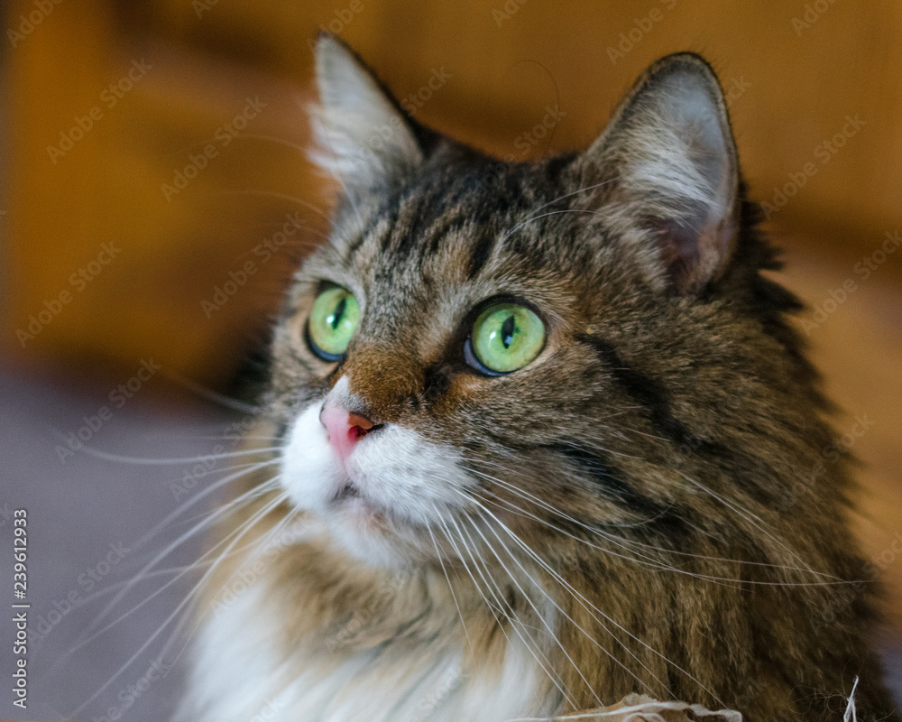 Fototapeta premium portrait of a cat