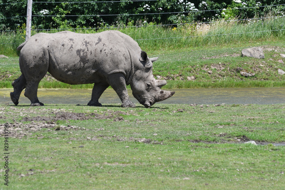 Obraz premium Rhinocéros