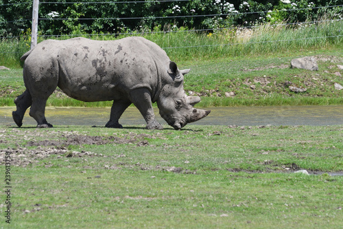 Rhinoc  ros