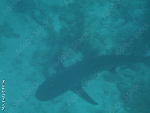 Shark at Stuarts Cove in the Bahamas