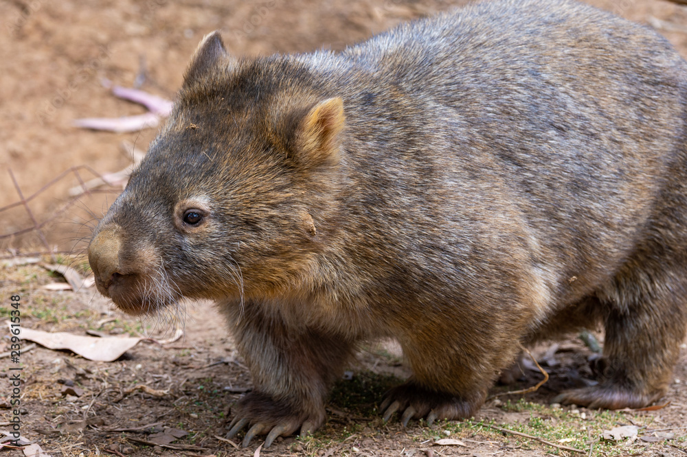 Wombat Wombat