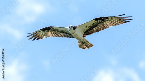 Osprey © Steve Biegler