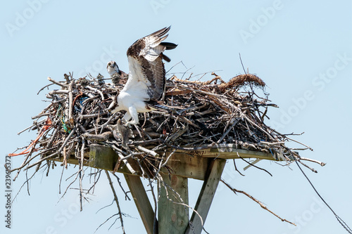 Osprey