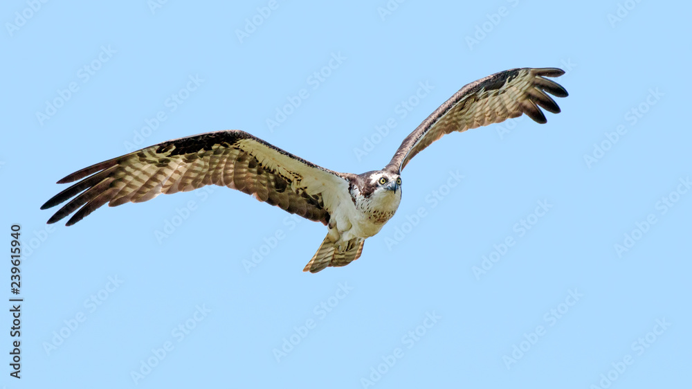 Osprey Osprey
