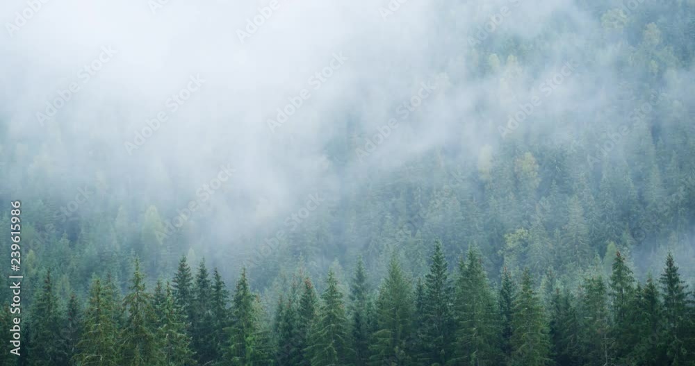 Mist rises, condenses and drifts in timelapse, over the trees Mist rises, condenses and drifts in timelapse, over the trees