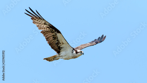 Osprey