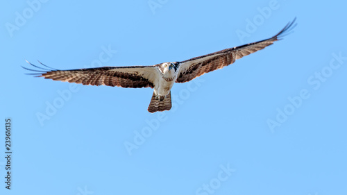Osprey © Steve Biegler