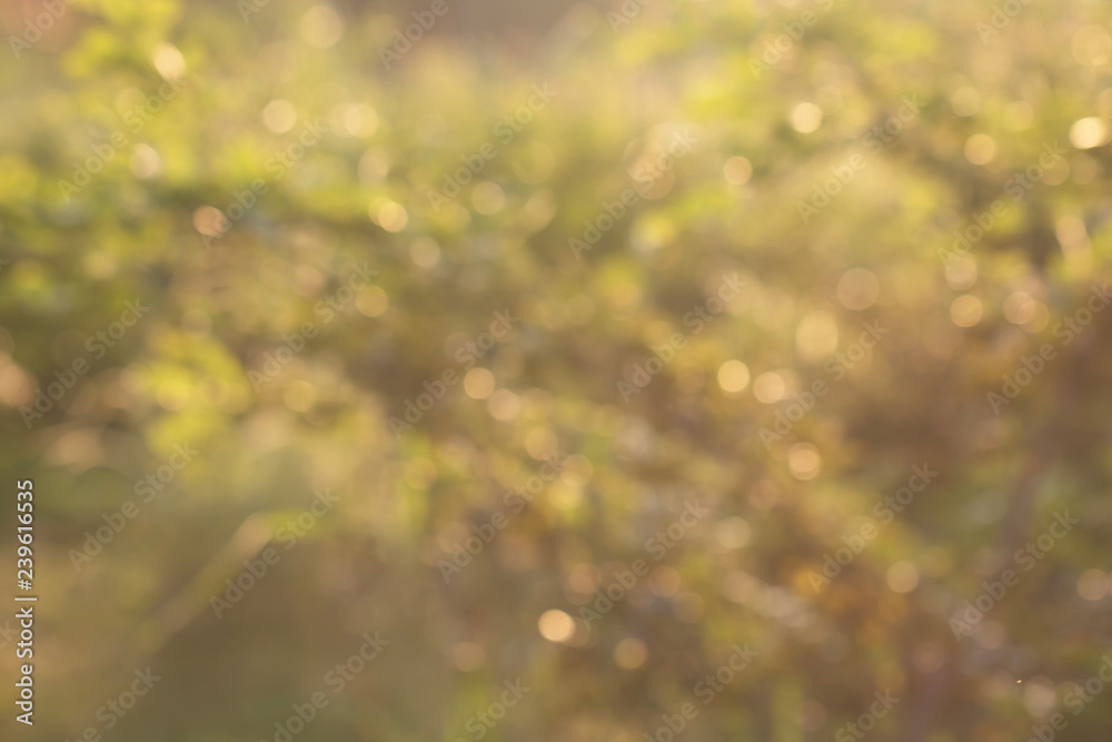 Tree Leaves bokeh for nature background and save green concept,abstract,soft and blur focus Tree Leaves bokeh for nature background and save green concept,abstract,soft and blur focus