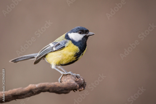 Parus major, Blue tit . Wildlife landscape, titmouse sitting on a branch. Blue tit bird wild animal. Wildlife