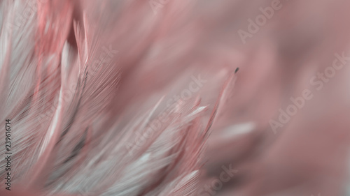 Blur Bird chickens feather texture for background, Fantasy, Abstract, soft color of art design.
