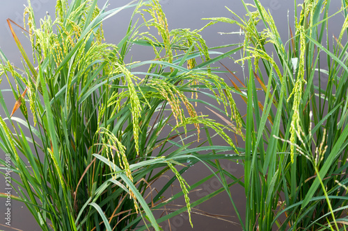 Closeup view of an almost ripe paddy plant