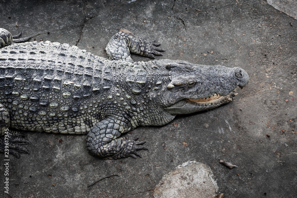The crocodile is lying down waiting for the bait at the zoo. The crocodile is lying down waiting for the bait at the zoo.