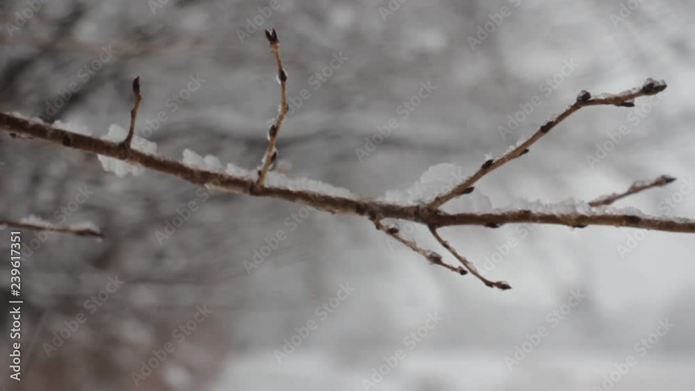 雪が降る 自然風景 冬 イメージ 雪が降る 自然風景 冬 イメージ