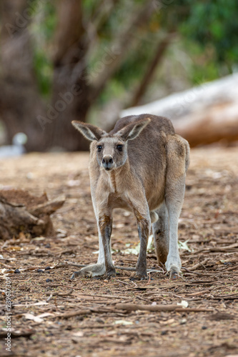 Grey kangaroo