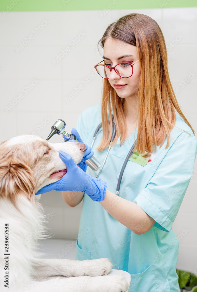 veterinary doctor examining dog eye with an otoscope at vet office