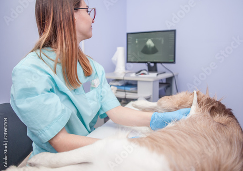 veterinarian examines the dog using ultrasound