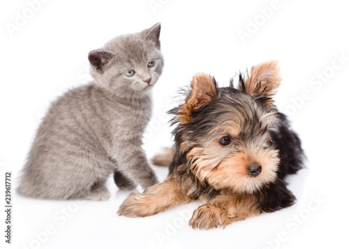 Little yorkshire terrier and baby kitten looking away together. isolated on white background