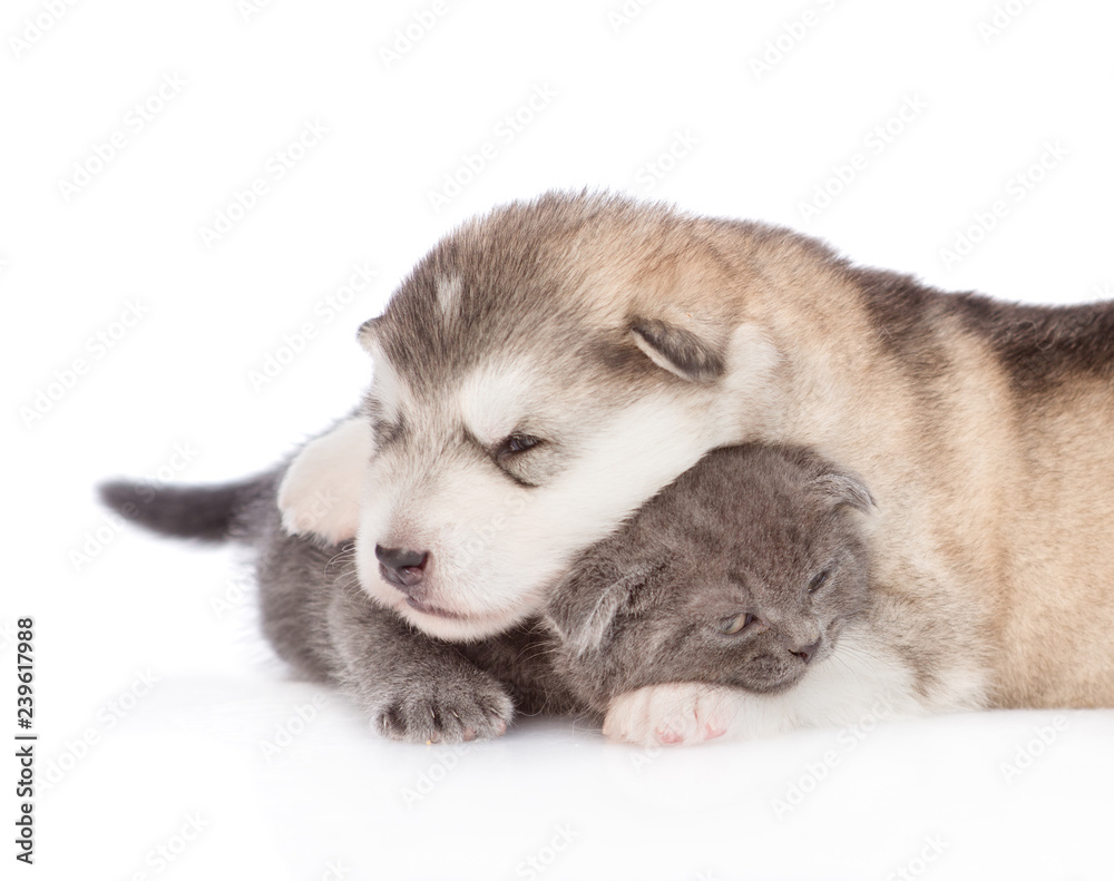 Close up sleepy puppy embracing tiny kitten. isolated on white background