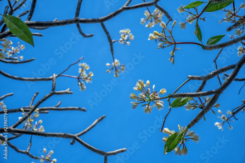 natural flowers background of white Pumeria flowers with background of blue sky photo